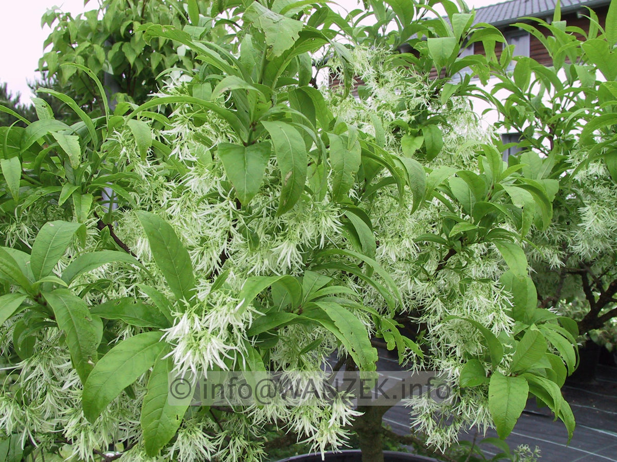 Chionanthus virginicus - bluehend.JPG